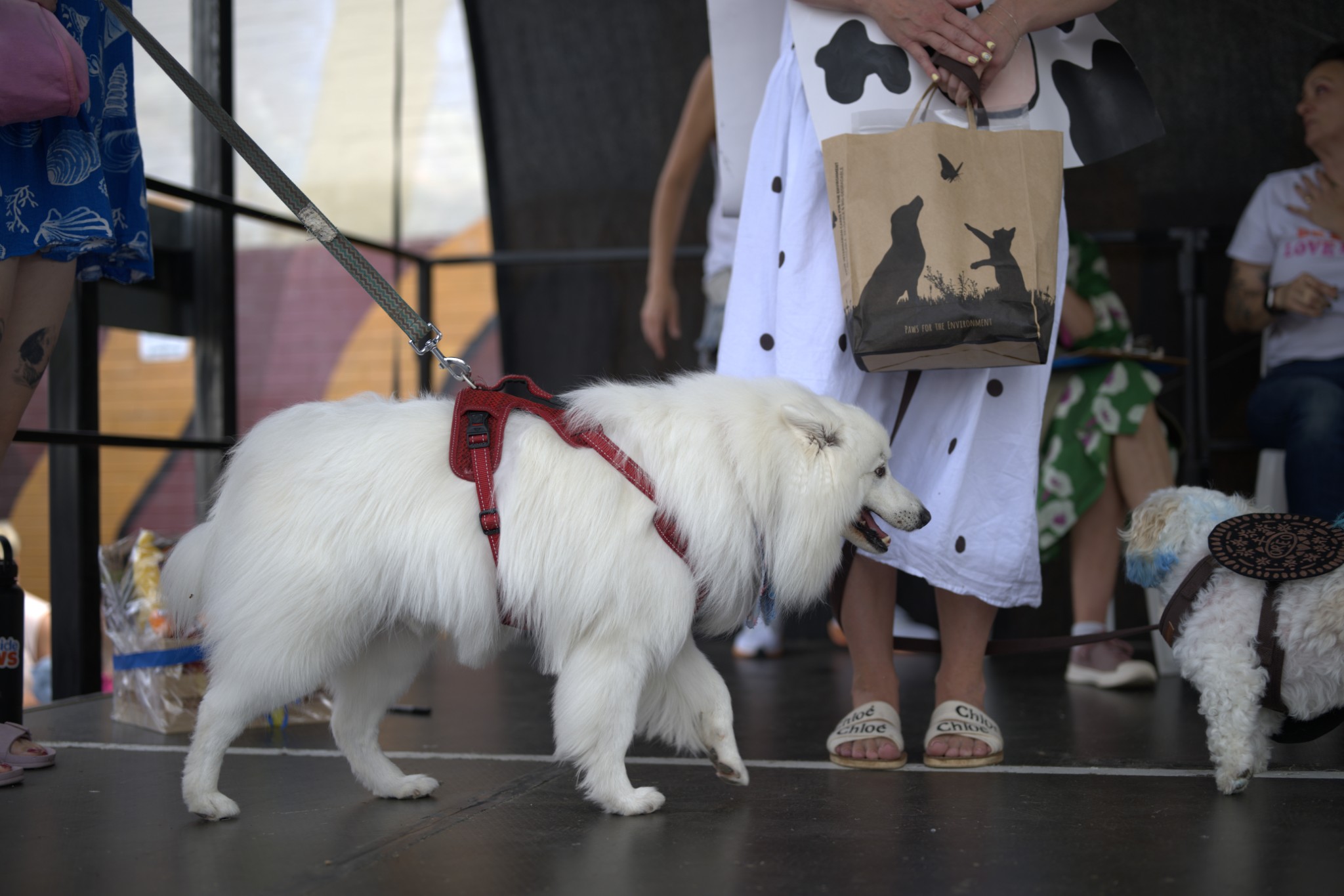 Sean Miller Yarraville Festival